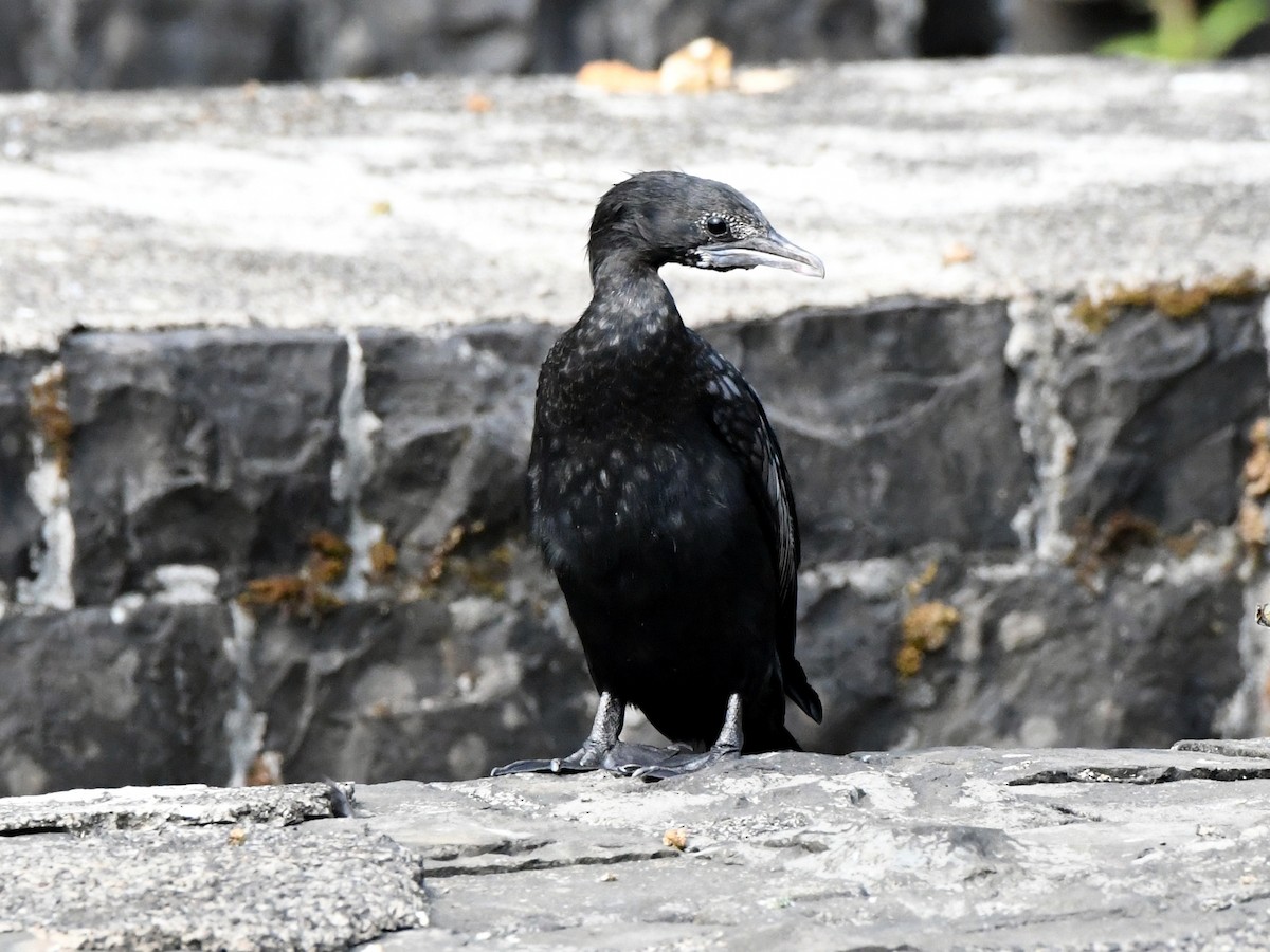Little Cormorant - ML612489897