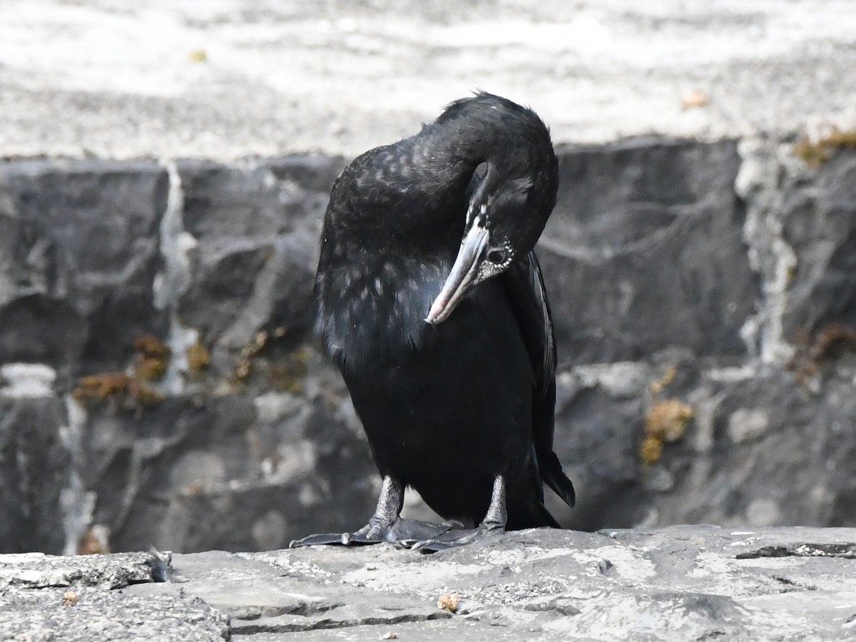 Little Cormorant - ML612489898
