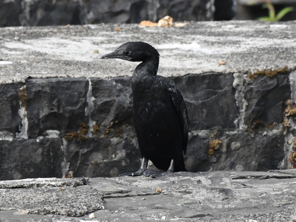 Little Cormorant - ML612489899