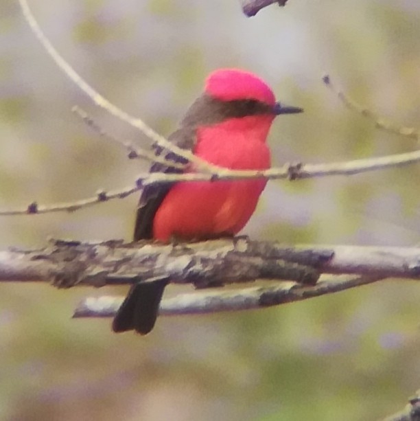 Vermilion Flycatcher - Anonymous