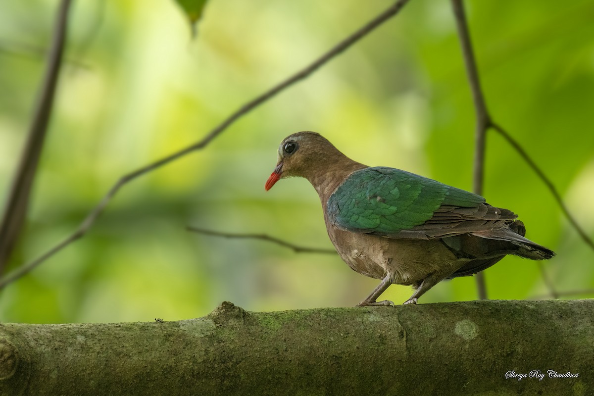 Asian Emerald Dove - ML612489901