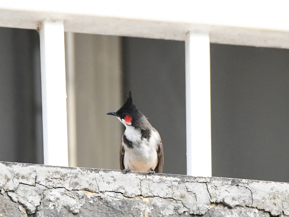Red-whiskered Bulbul - ML612489915