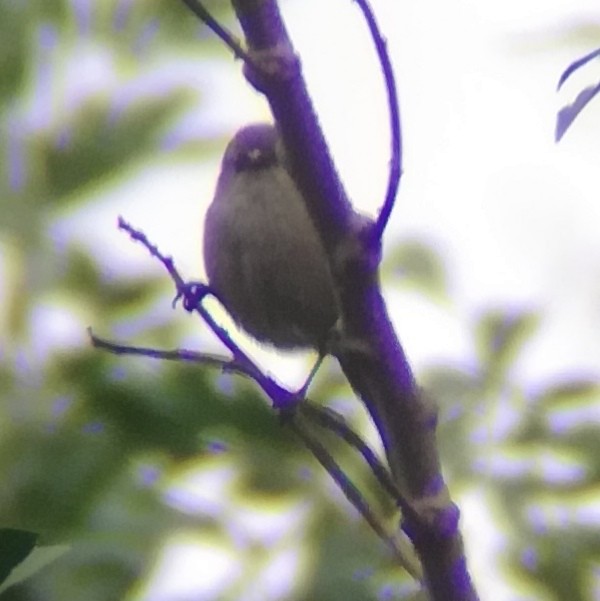 Bushtit - ML612489916