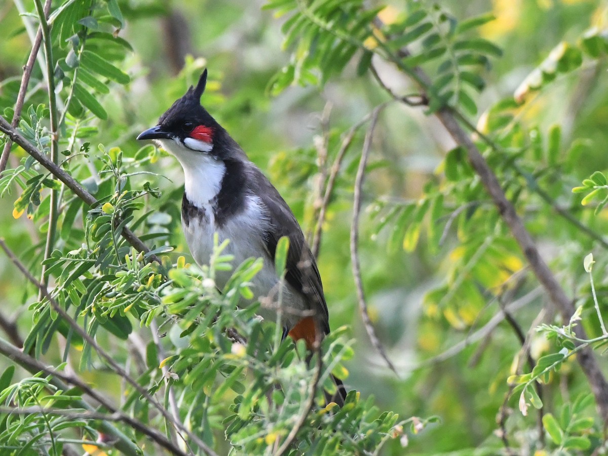 Red-whiskered Bulbul - ML612489917