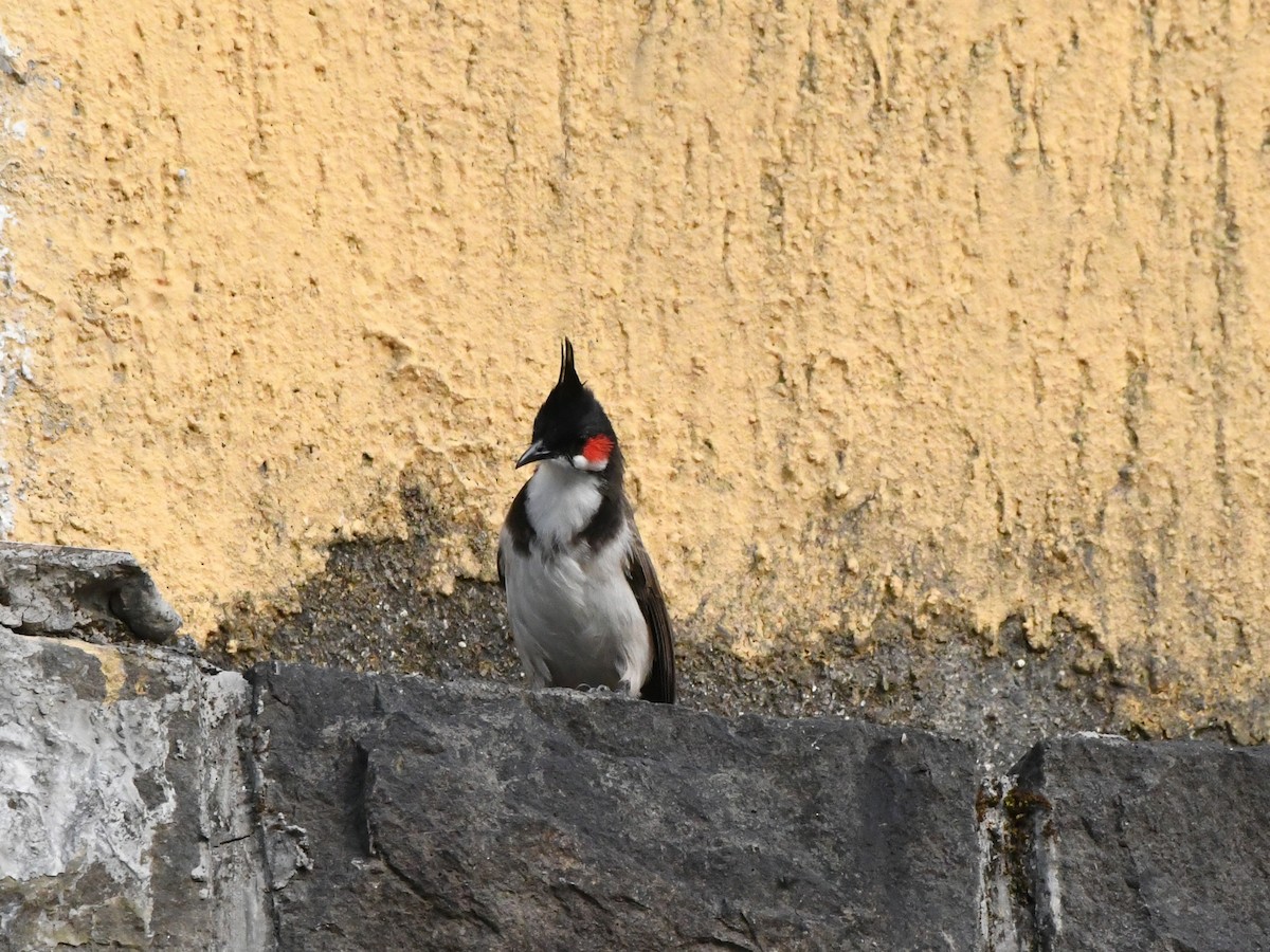 Red-whiskered Bulbul - ML612489918