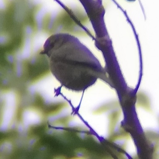 Bushtit - ML612489922
