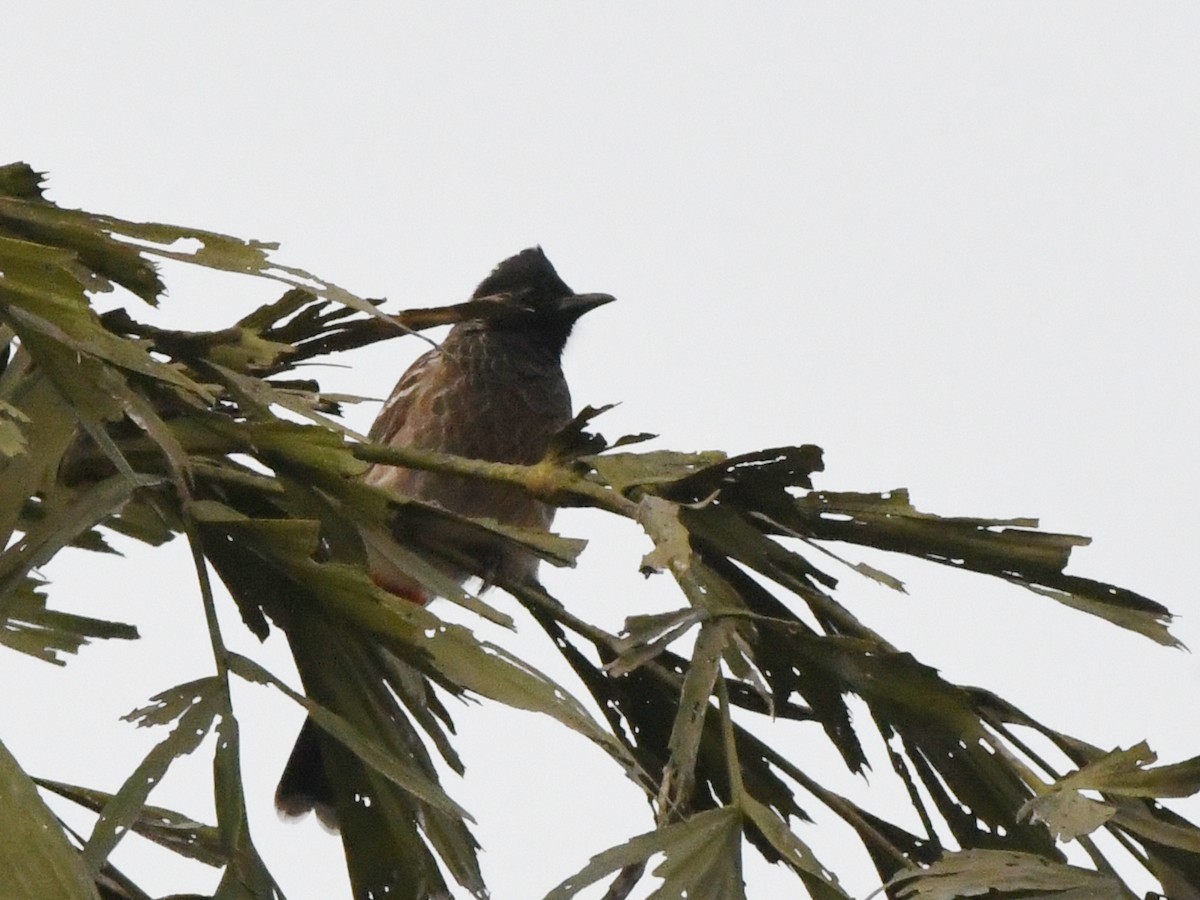 Red-vented Bulbul - ML612489925