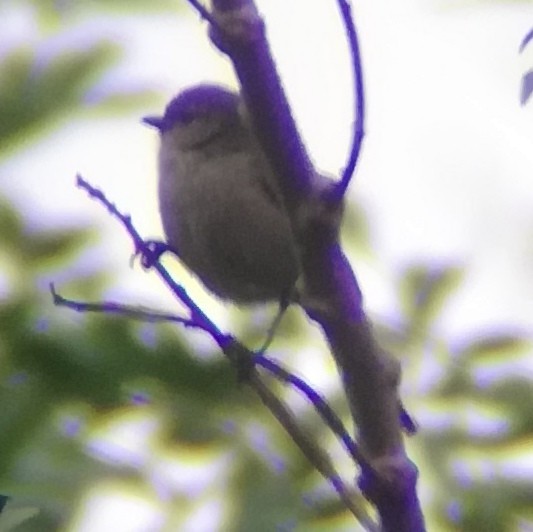 Bushtit - ML612489926