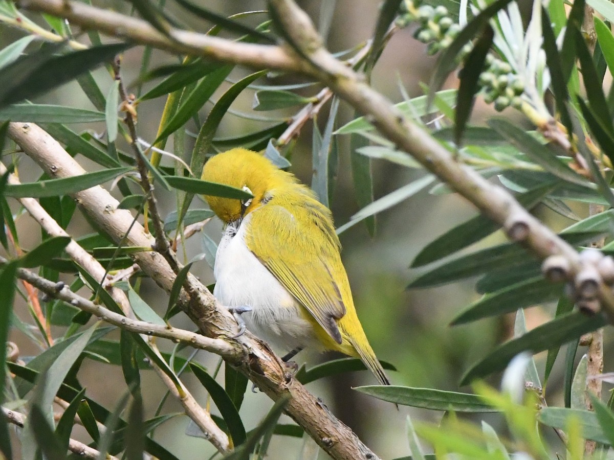 Indian White-eye - ML612489941