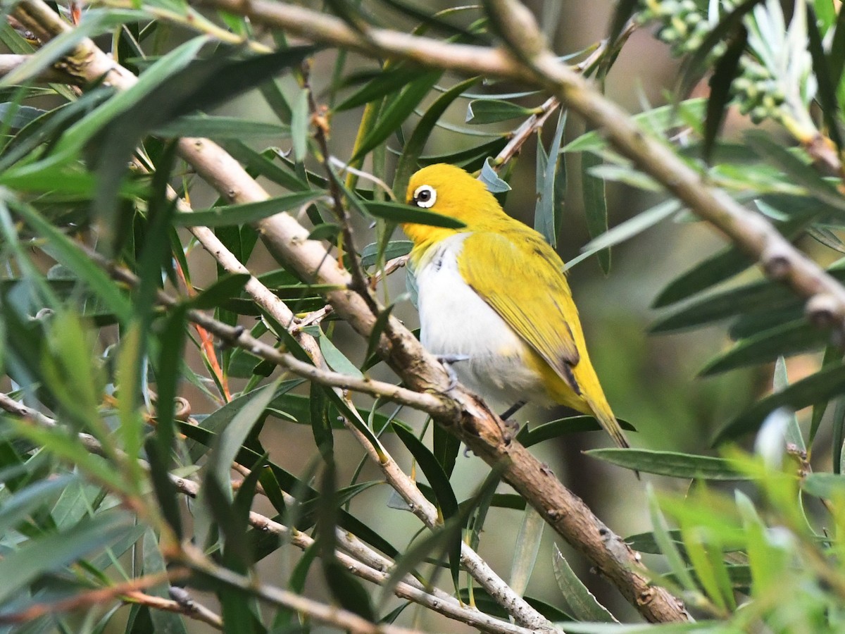 Indian White-eye - ML612489942
