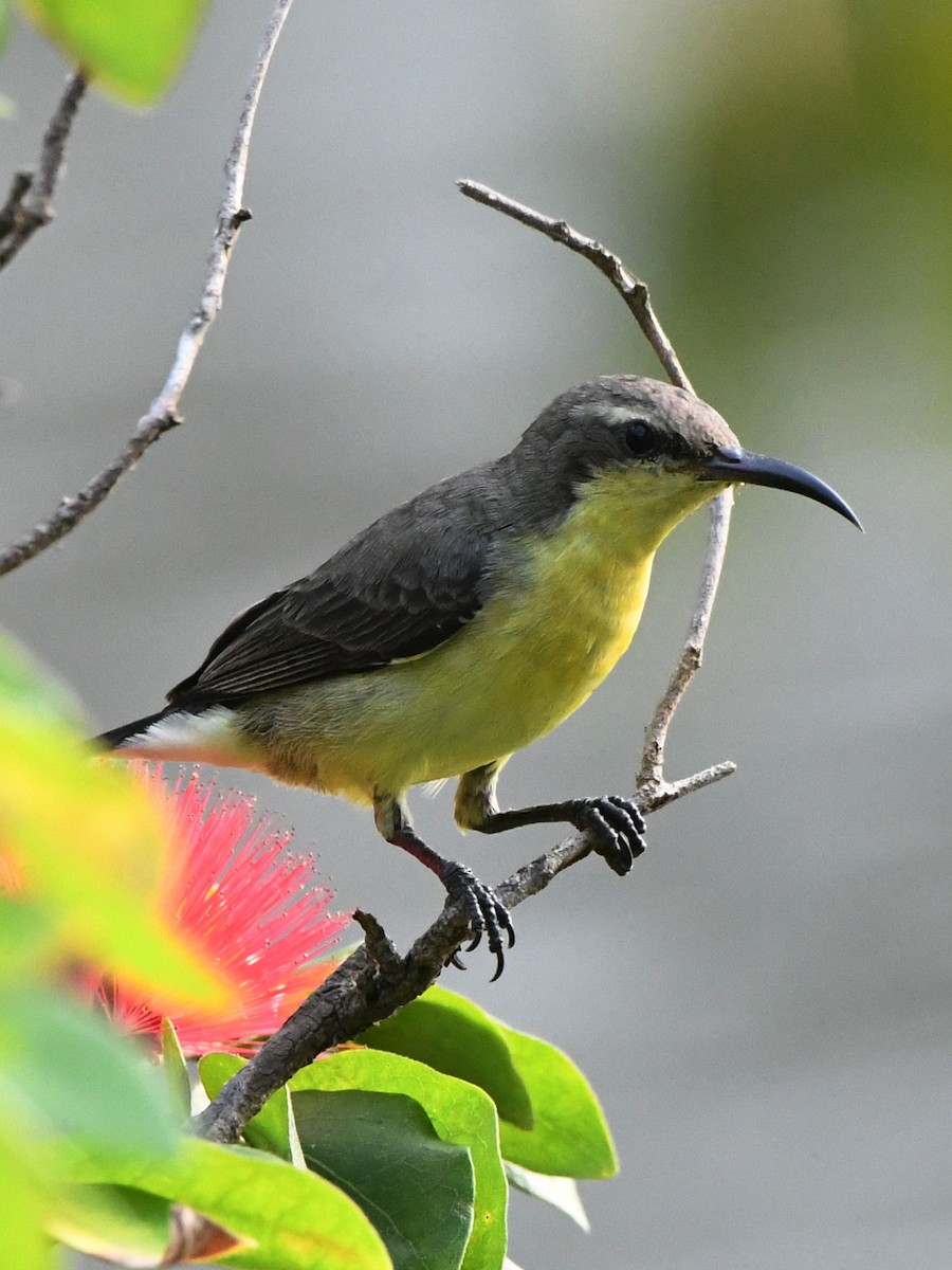 Purple Sunbird - ML612489954