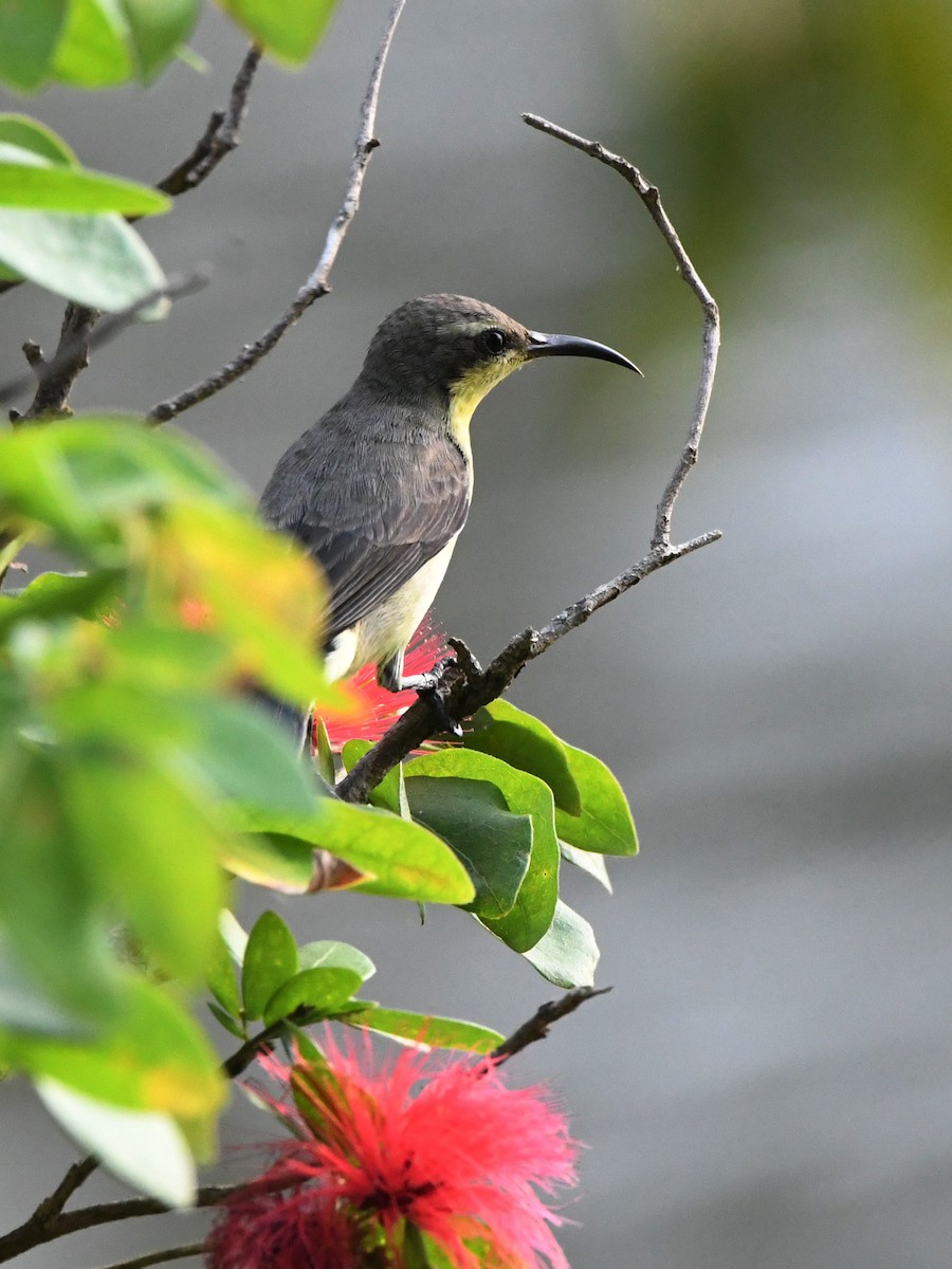 Purple Sunbird - ML612489955