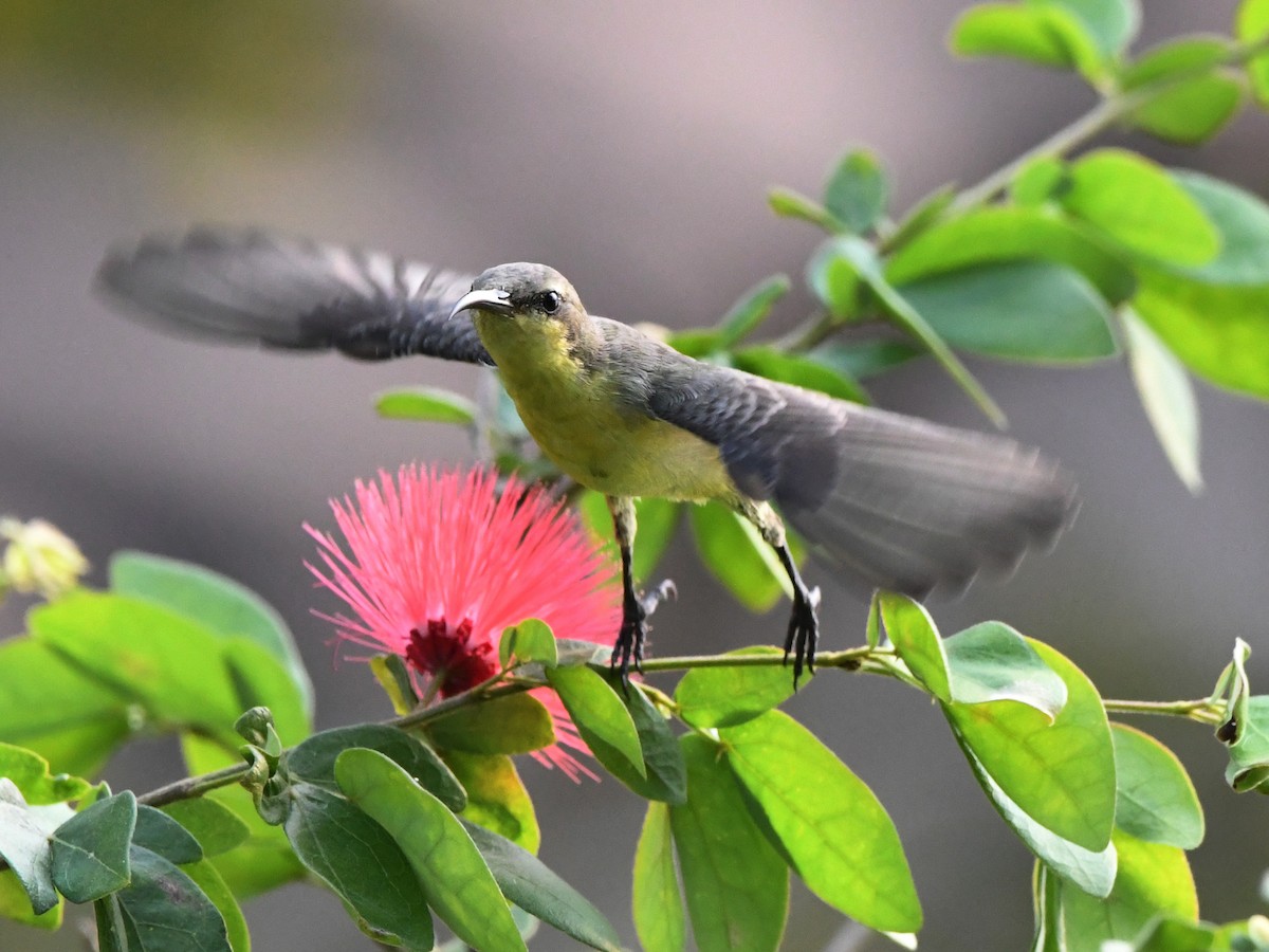 Purple Sunbird - ML612489956