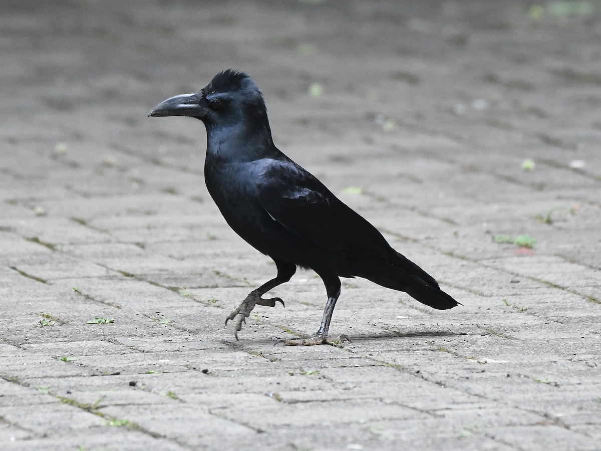 Large-billed Crow - ML612489962