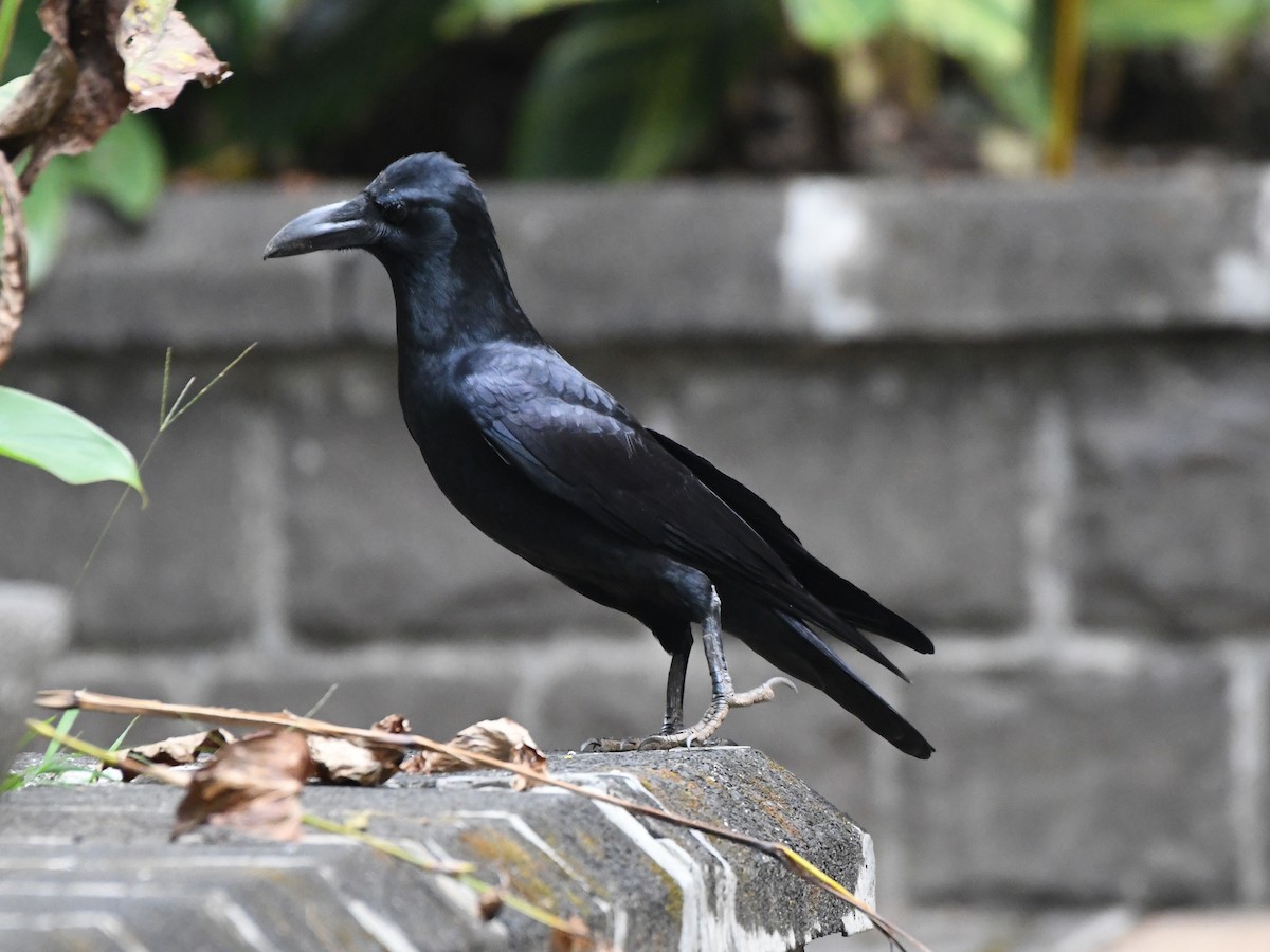 Large-billed Crow - ML612489963