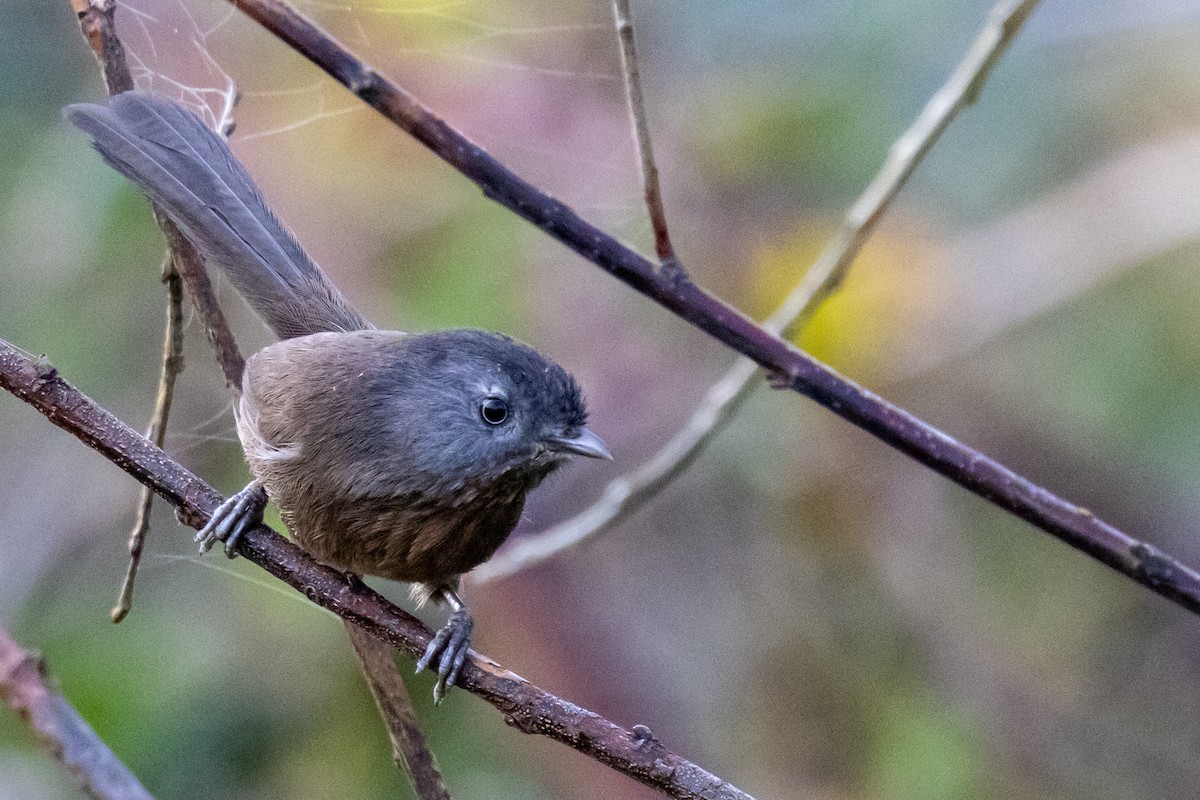 Wrentit - ML612489996