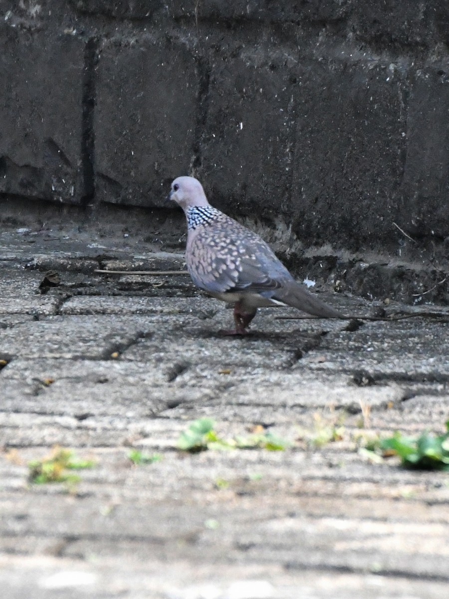 Spotted Dove - ML612490056