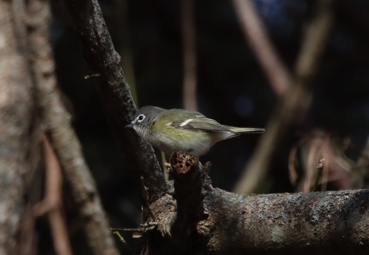 Blue-headed Vireo - ML612490069