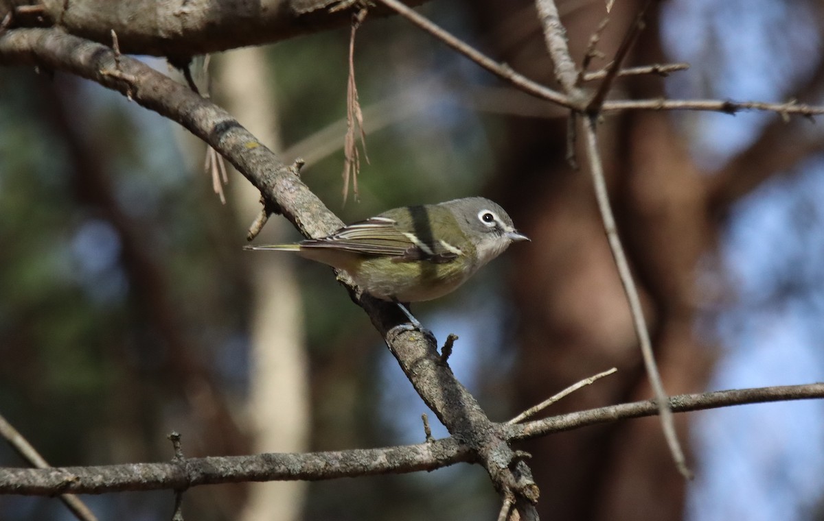 Blue-headed Vireo - ML612490077