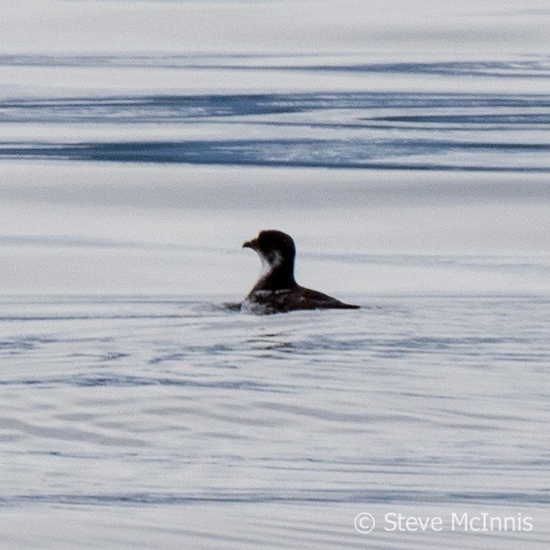 Magellanic Diving-Petrel - ML612490080