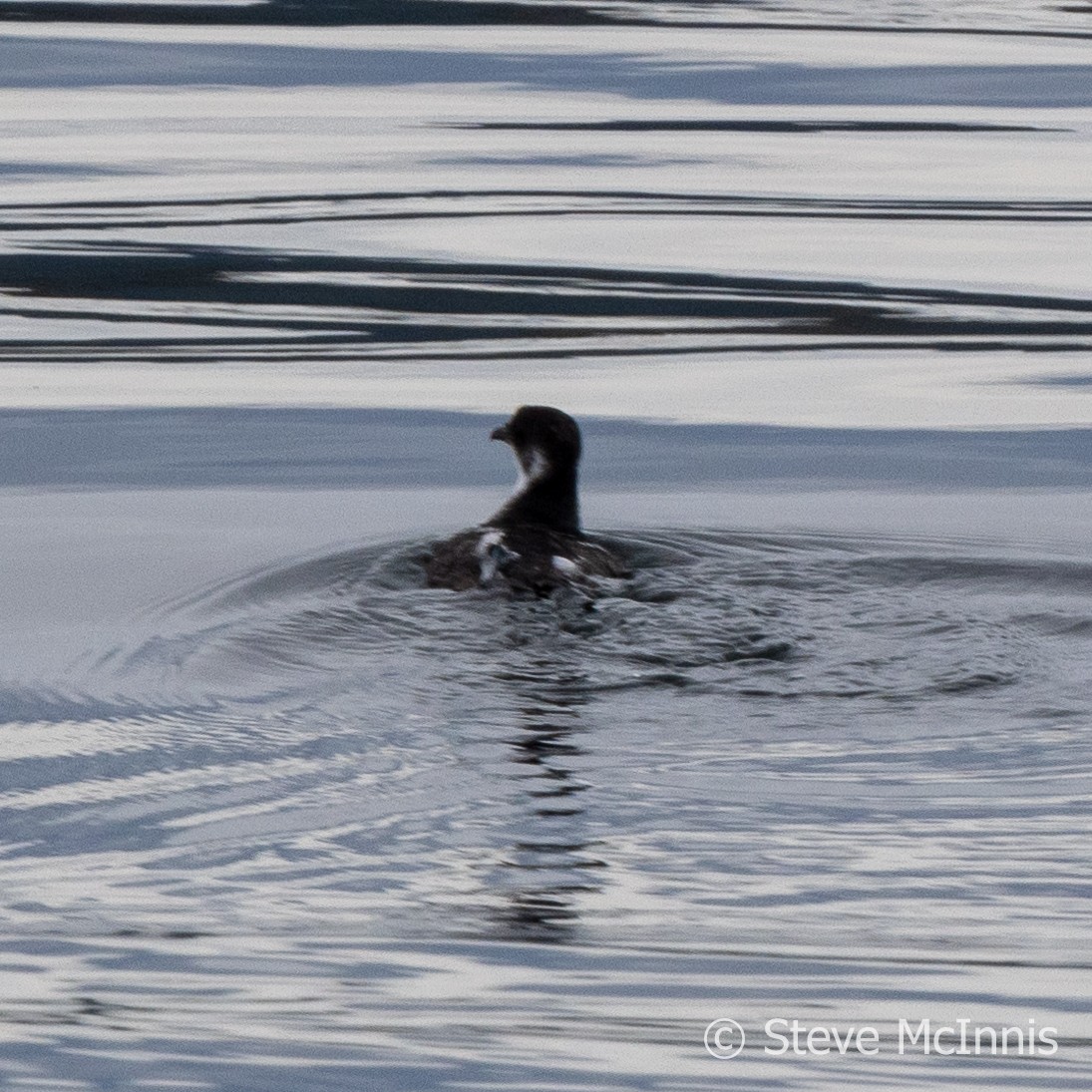 Magellanic Diving-Petrel - ML612490081