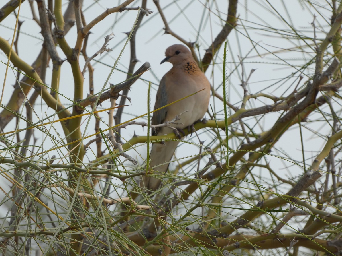 Laughing Dove - ML612490090