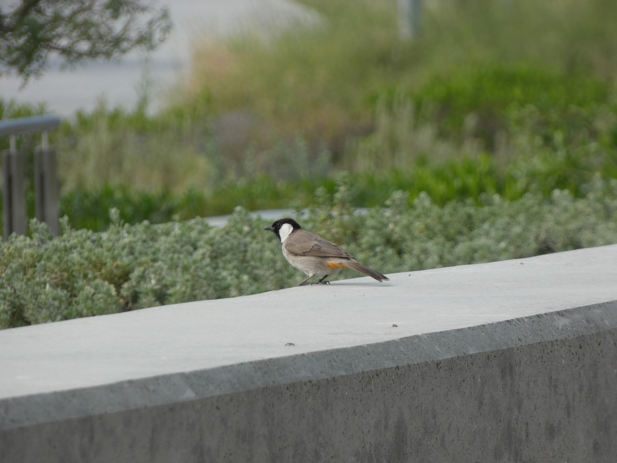 White-eared Bulbul - ML612490098