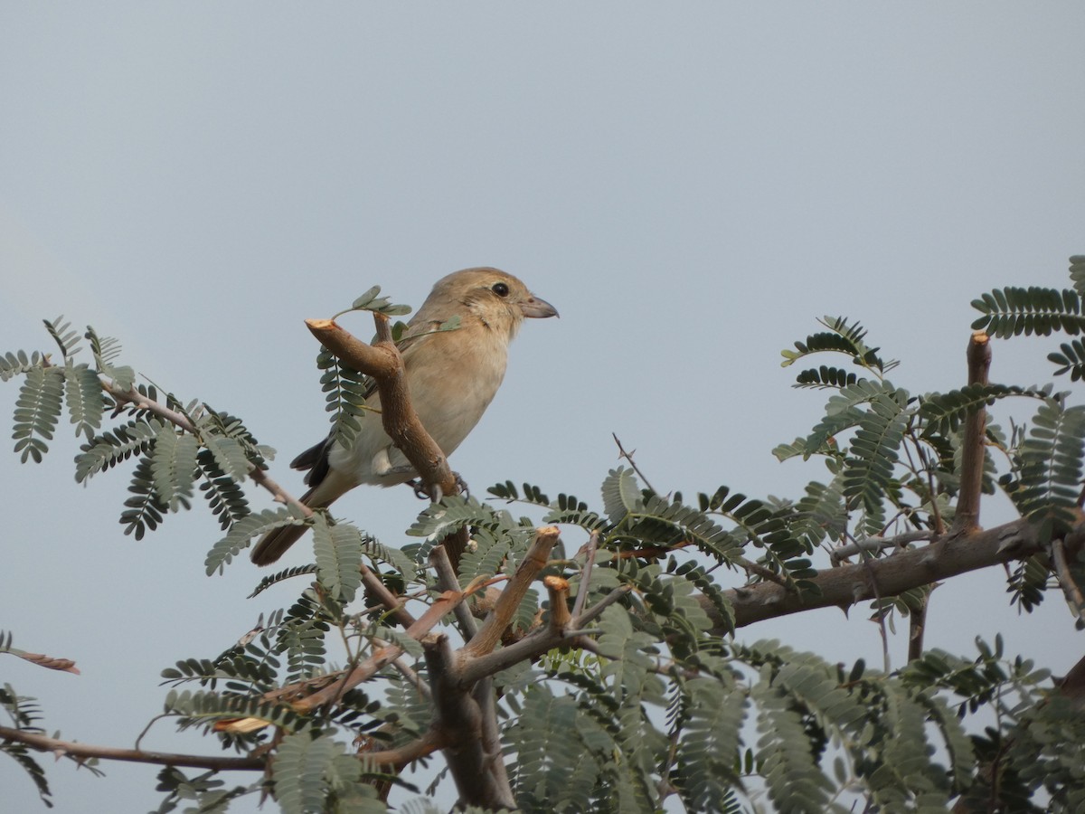 Isabelline Shrike - ML612490115