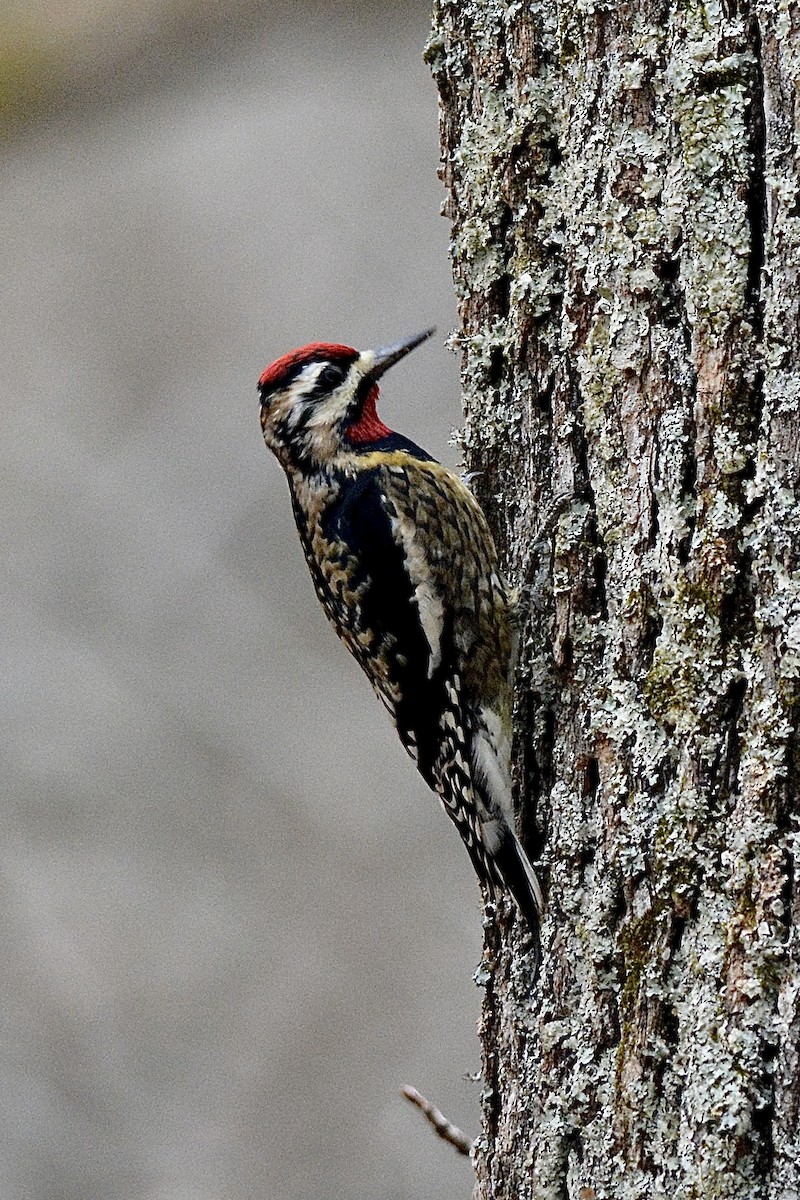 Yellow-bellied Sapsucker - ML612490135