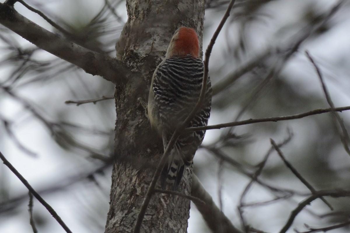 Red-bellied Woodpecker - ML612490140