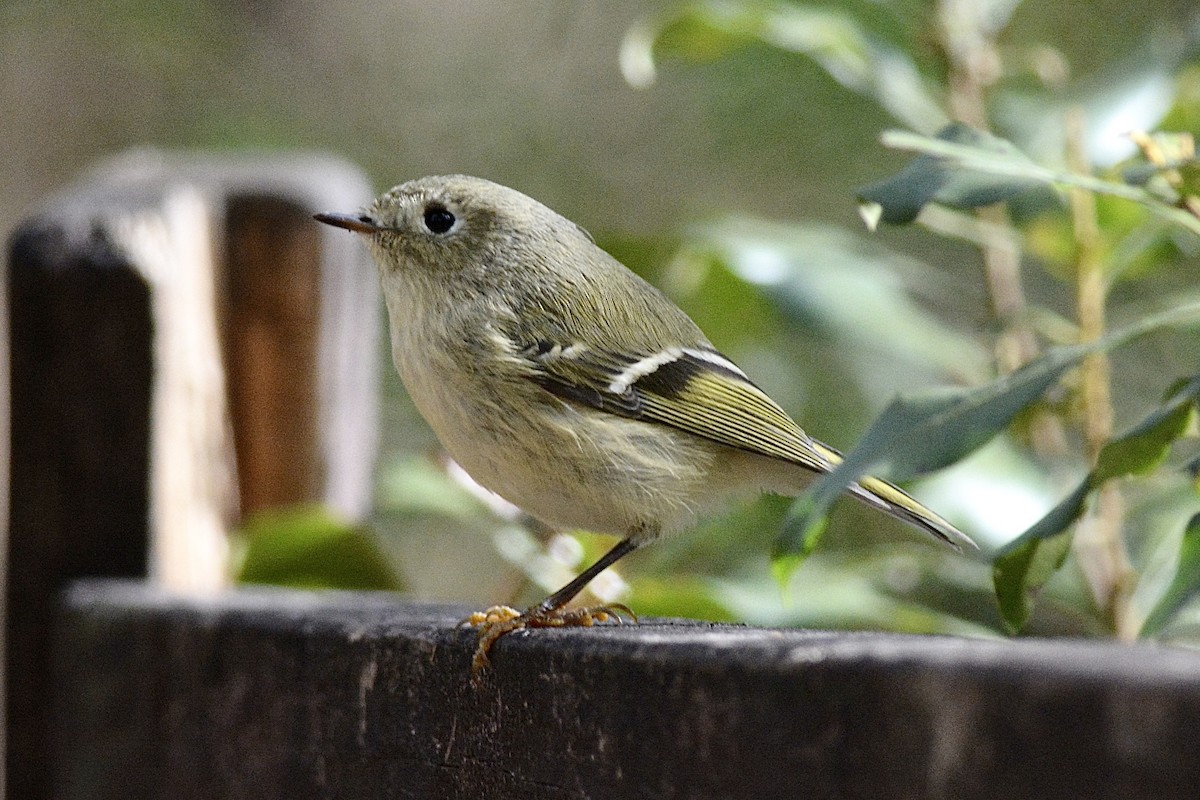 Ruby-crowned Kinglet - ML612490157