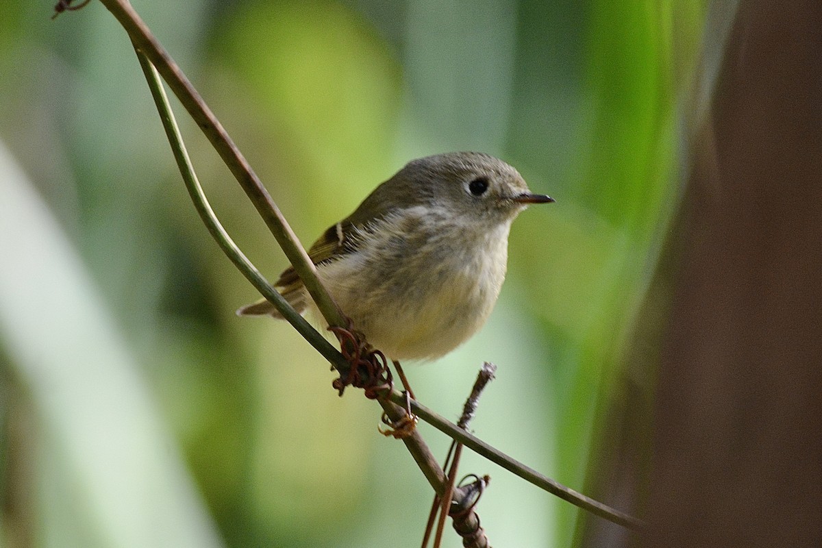 Ruby-crowned Kinglet - ML612490158