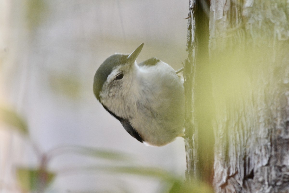 White-breasted Nuthatch - ML612490160