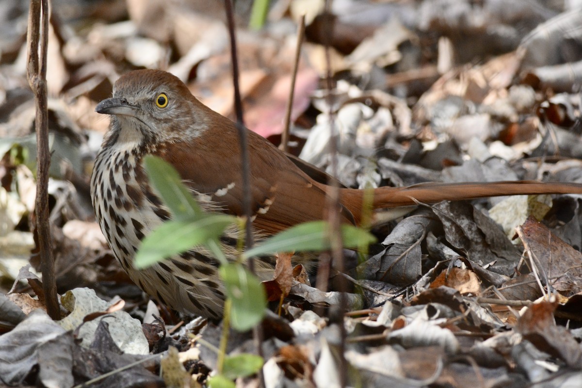 Brown Thrasher - Alex Martin