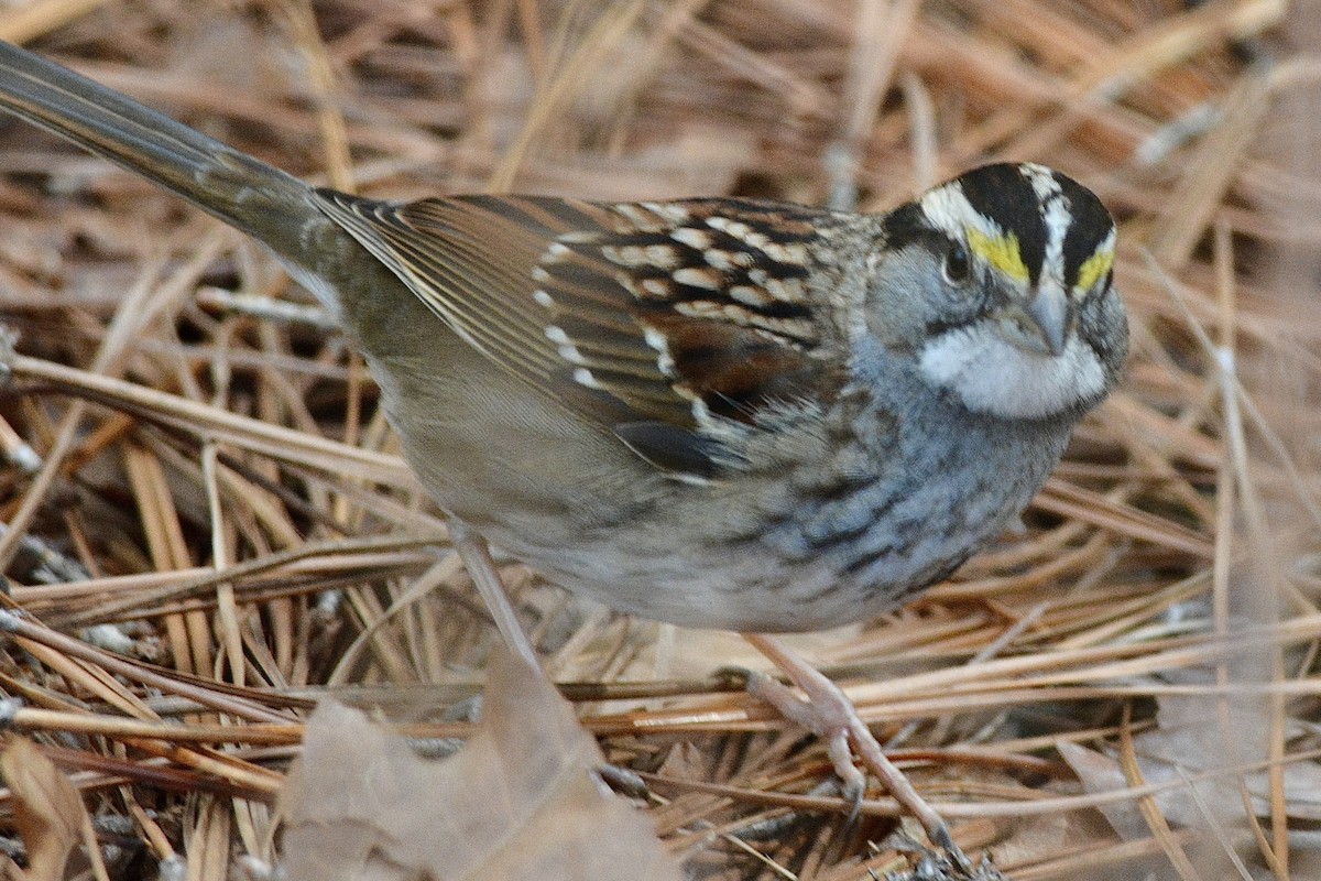 White-throated Sparrow - ML612490169