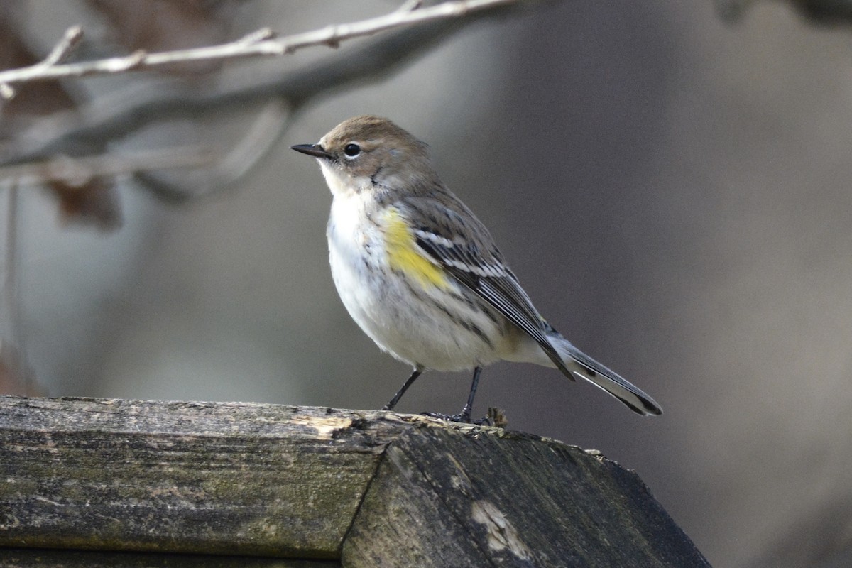 Yellow-rumped Warbler - ML612490174