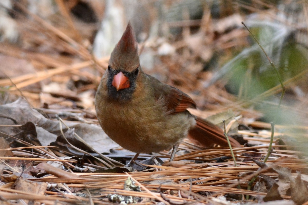 Northern Cardinal - ML612490187