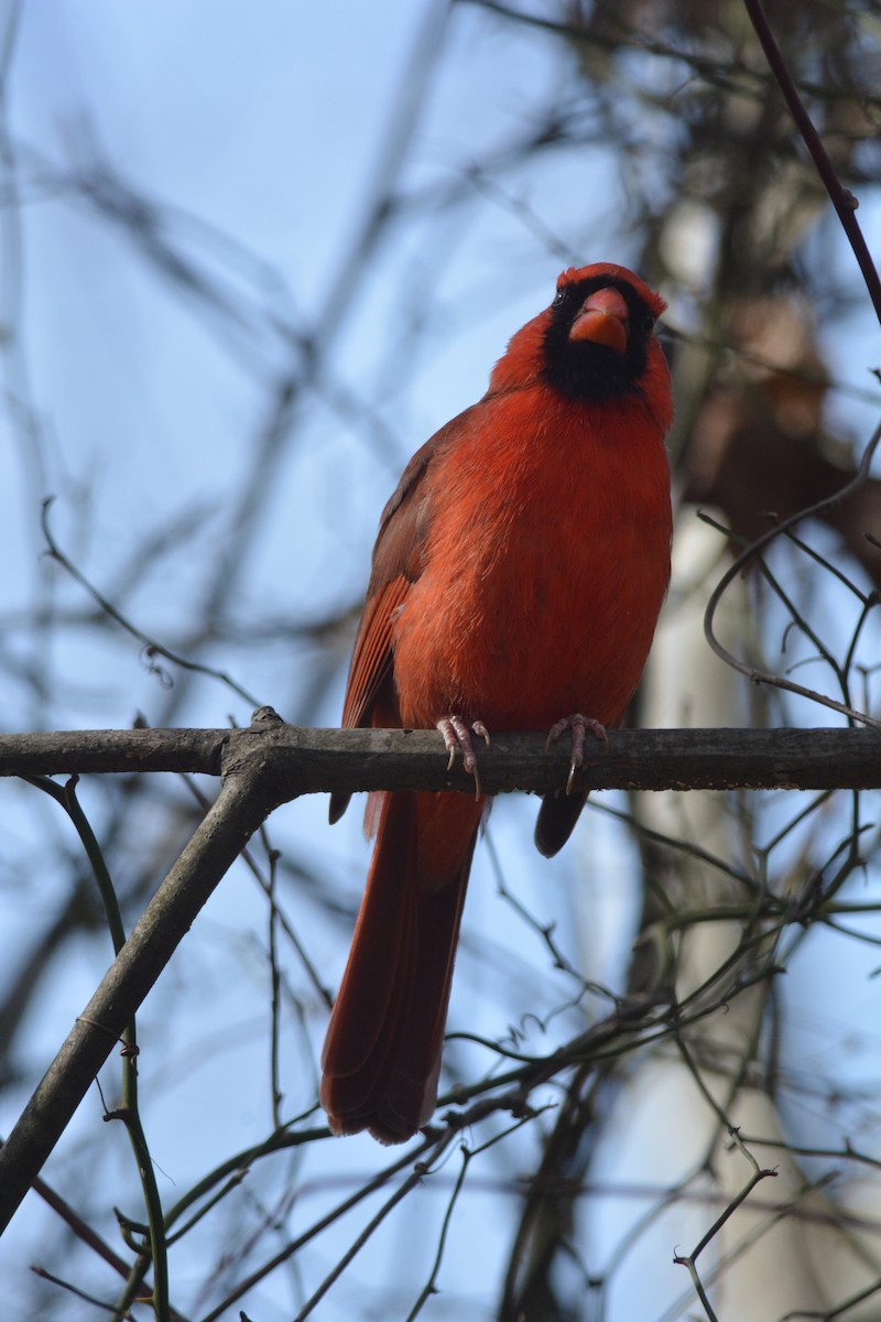 Northern Cardinal - ML612490189