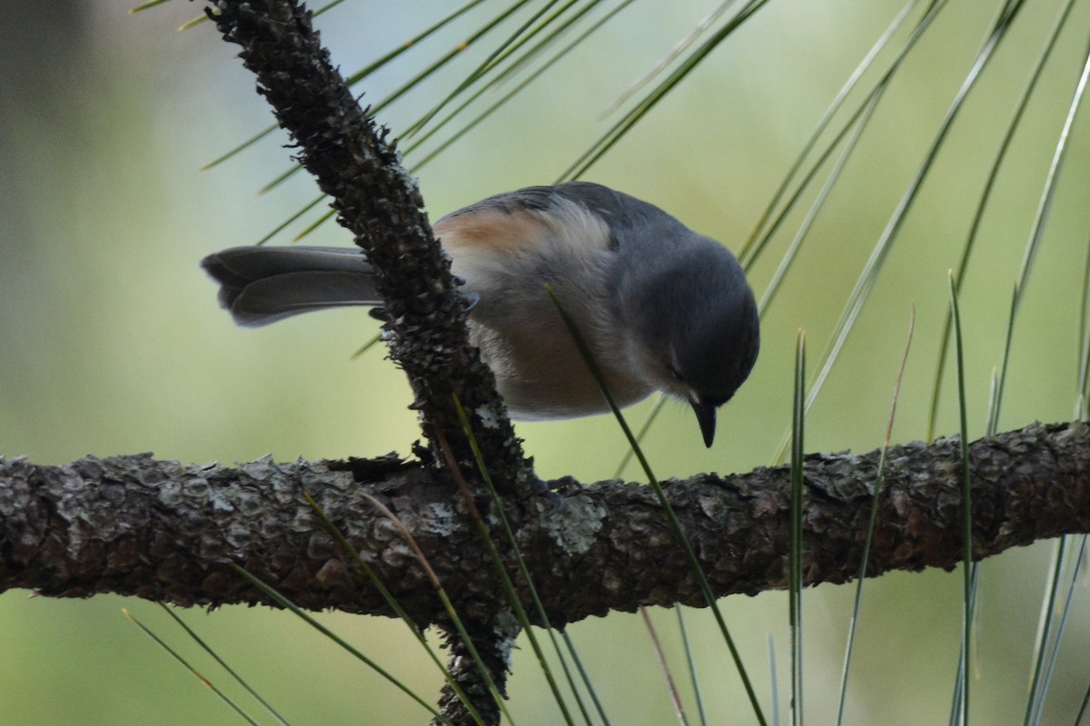 Tufted Titmouse - ML612490197