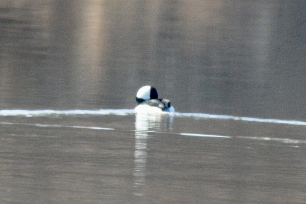 Bufflehead - ML612490218