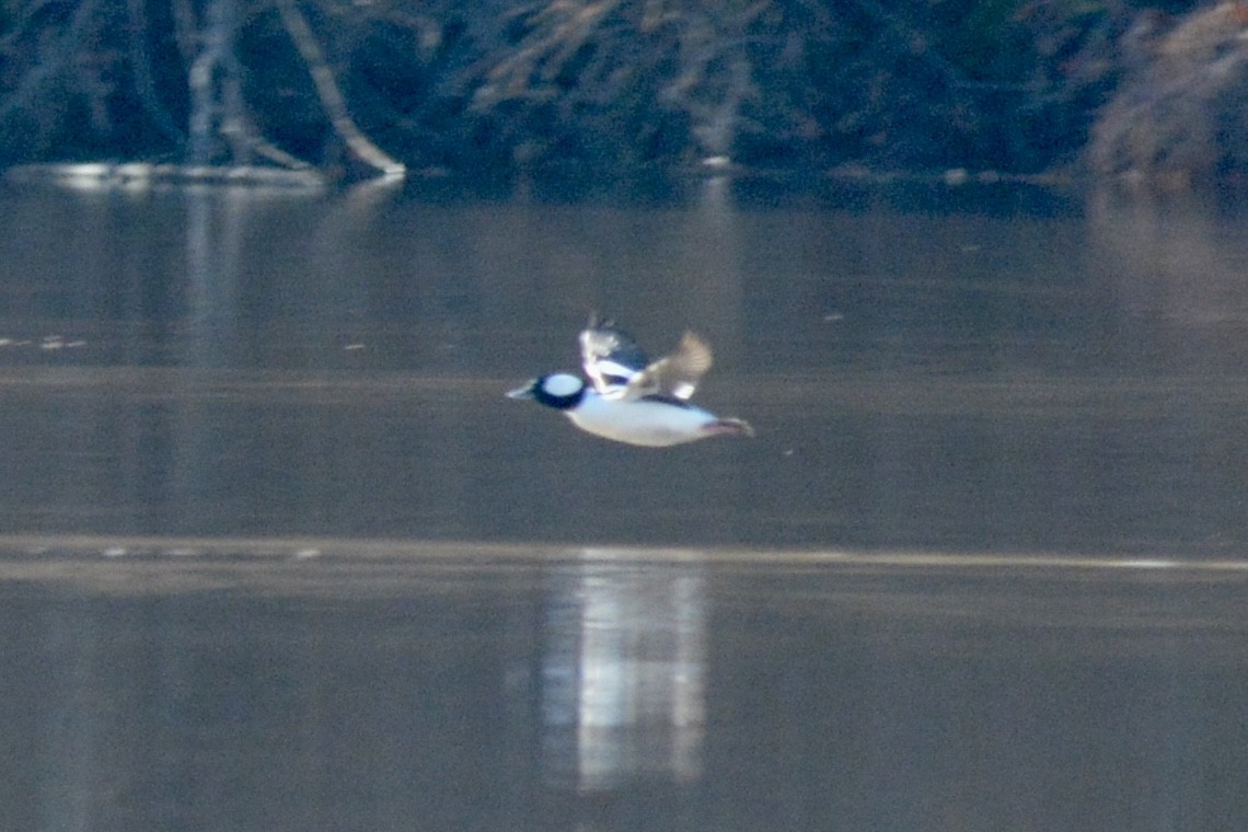 Bufflehead - ML612490219