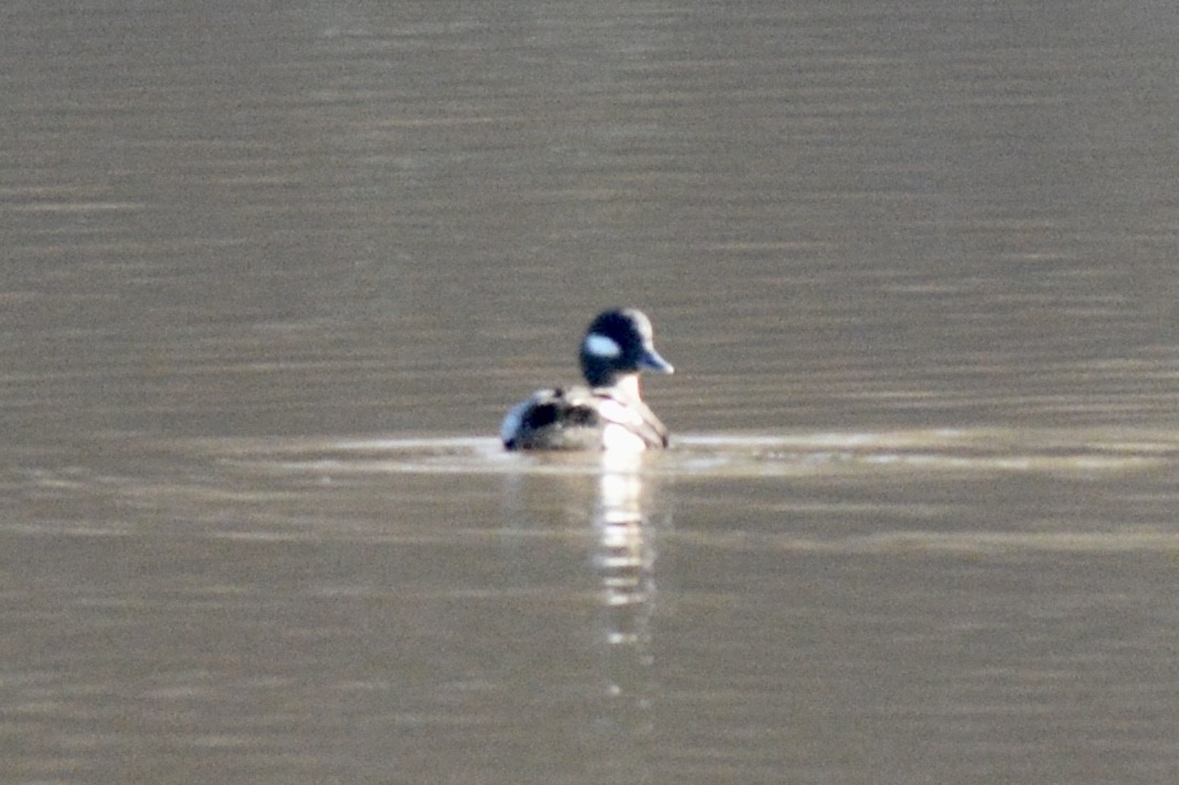 Bufflehead - ML612490220