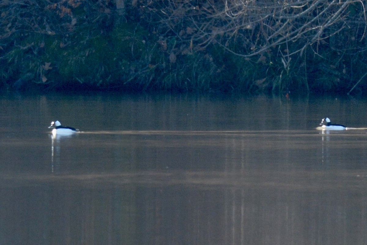 Bufflehead - ML612490221