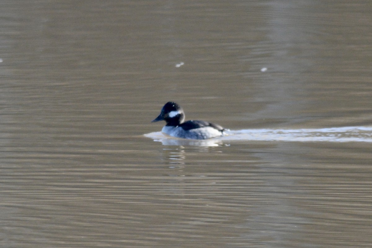 Bufflehead - ML612490222