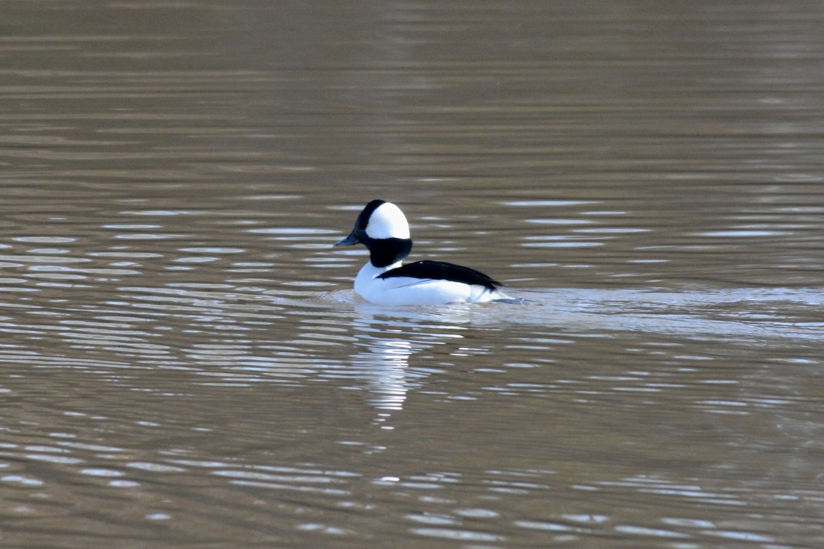 Bufflehead - ML612490223