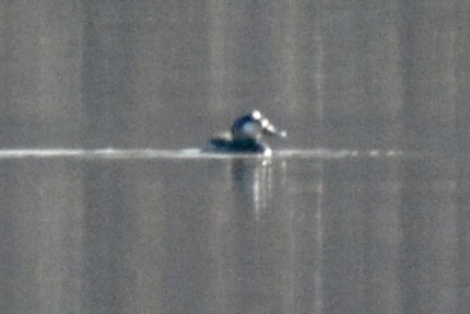Ruddy Duck - ML612490231