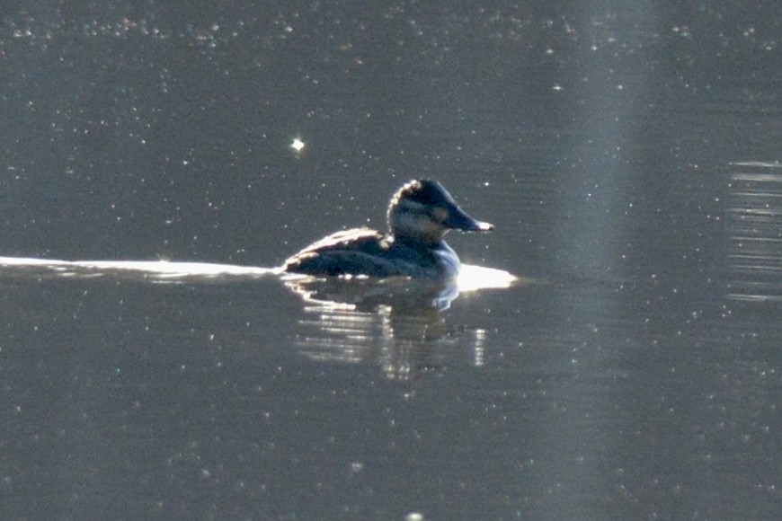 Ruddy Duck - ML612490232