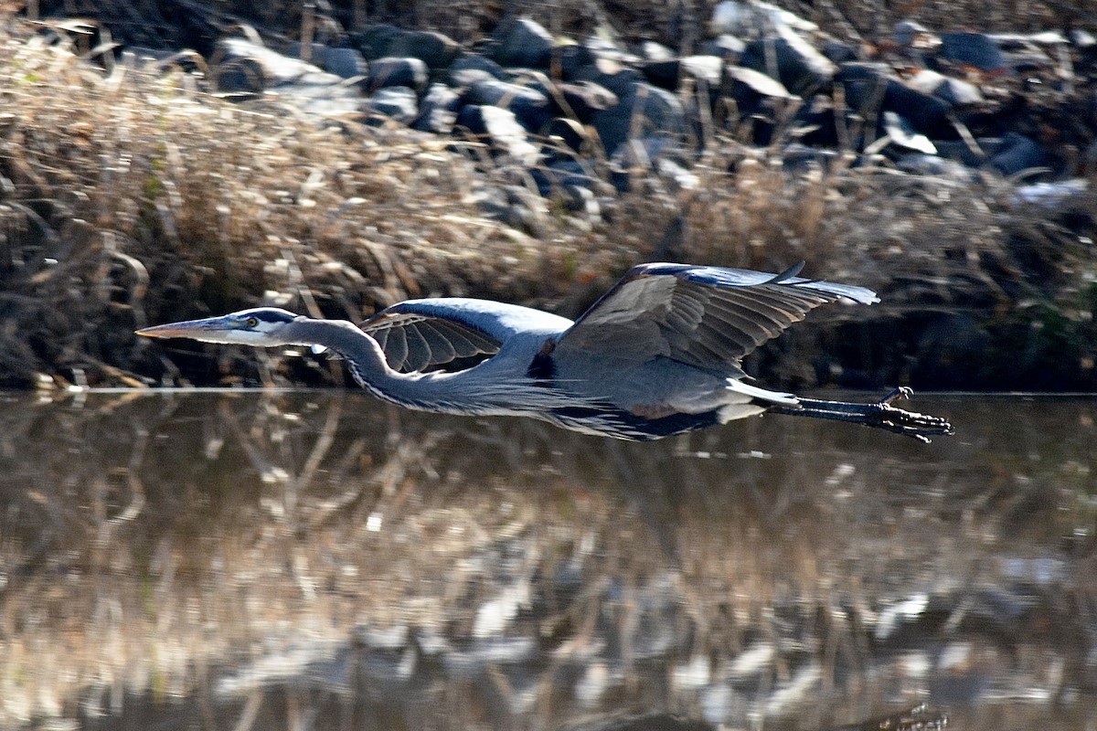 Great Blue Heron - ML612490242