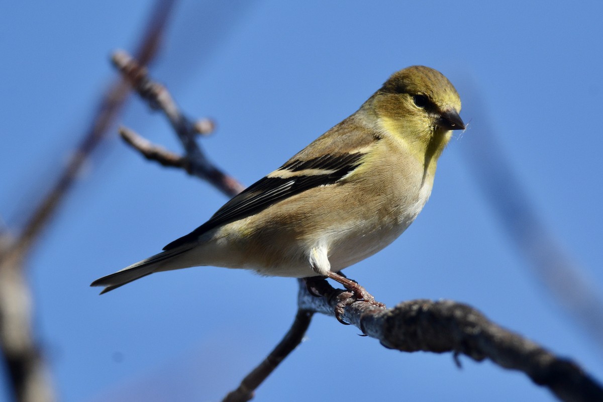 American Goldfinch - ML612490247