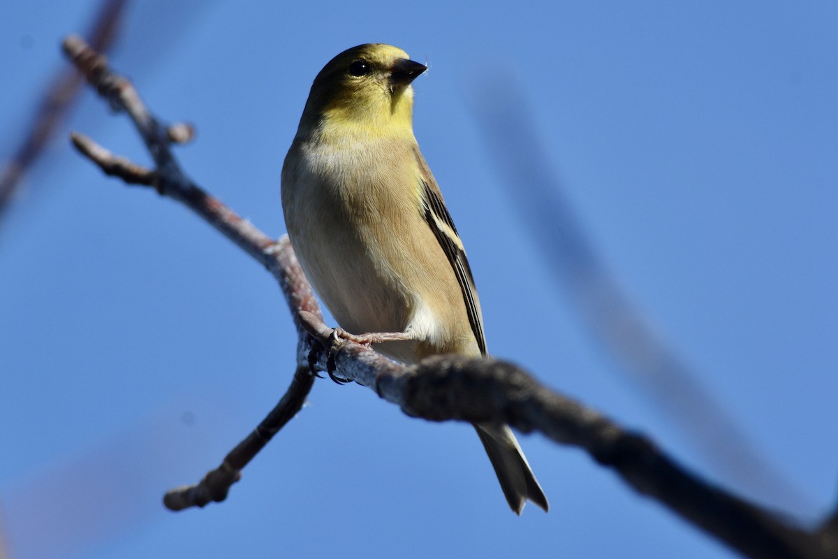 American Goldfinch - ML612490248